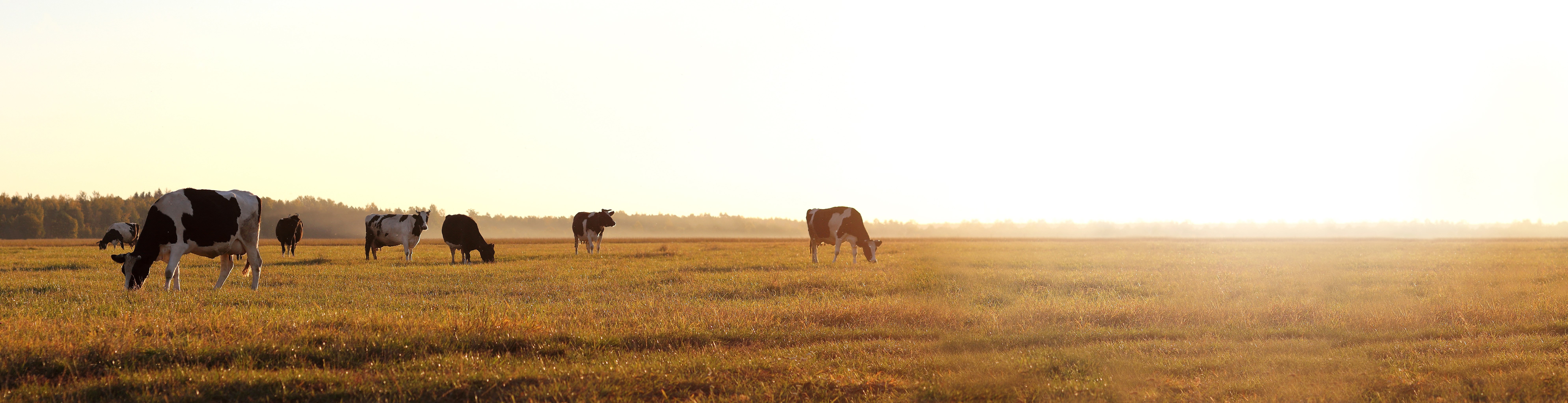 cows