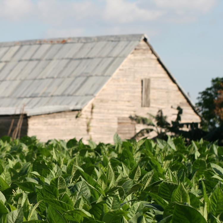  barn and field